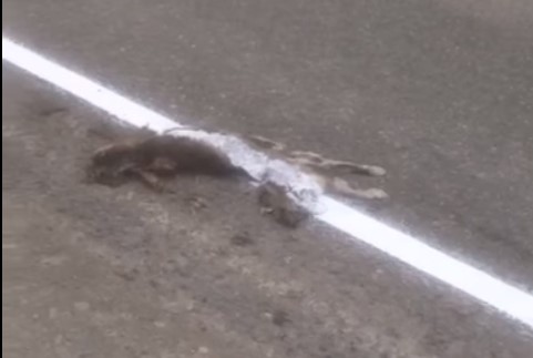 В Республике Алтай дорожники нанесли разметку поверх мёртвой кошки (видео)