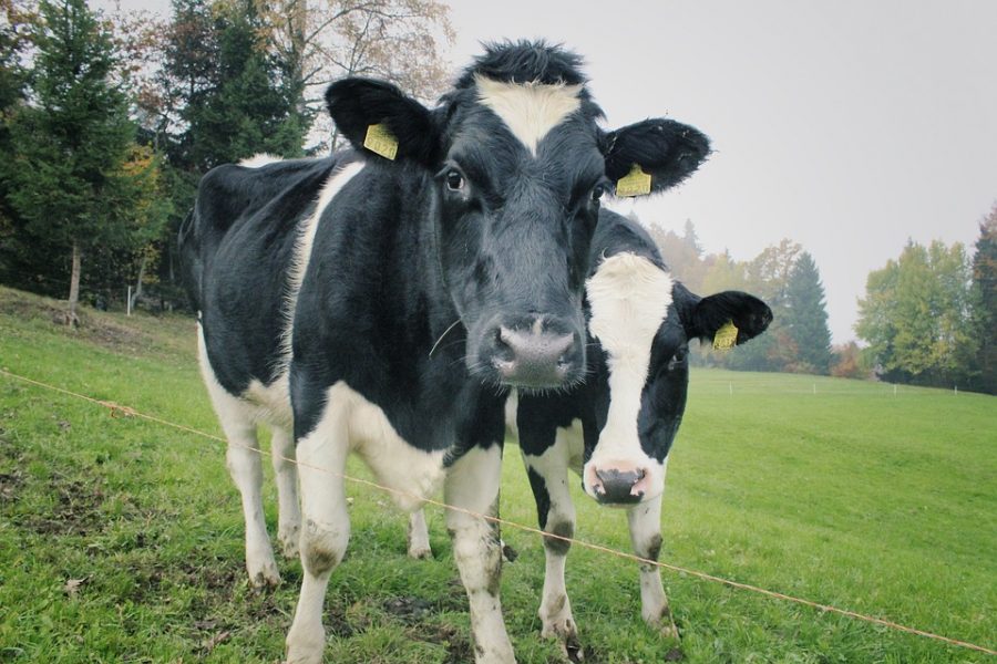 Коровы затоптали 80-летнего британского мультимиллионера