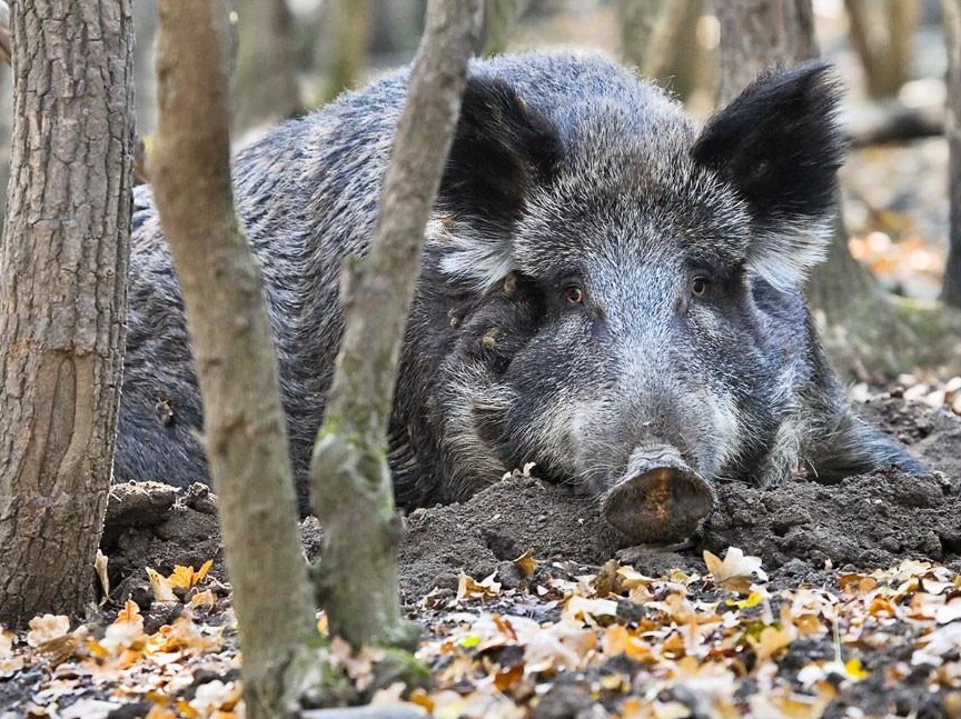 В России нашли два новых очага африканской чумы свиней