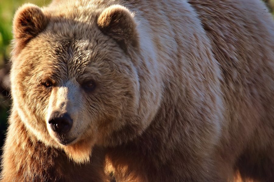 На Камчатке застрелили медведя, бродившего по территории больницы