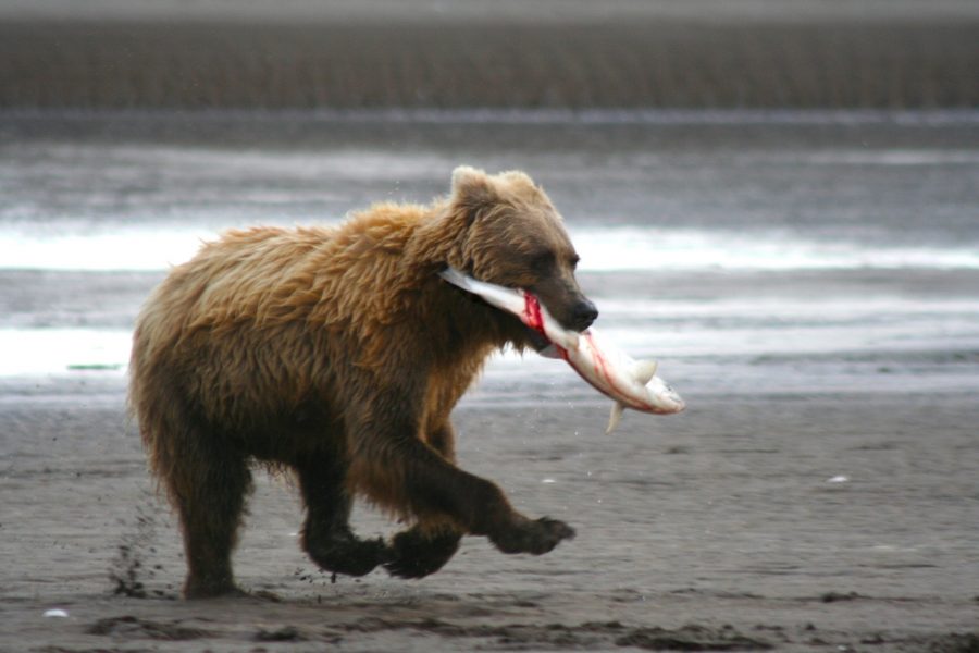 Под Хабаровском медведи съели тонну рыбы, выпавшую из грузовика
