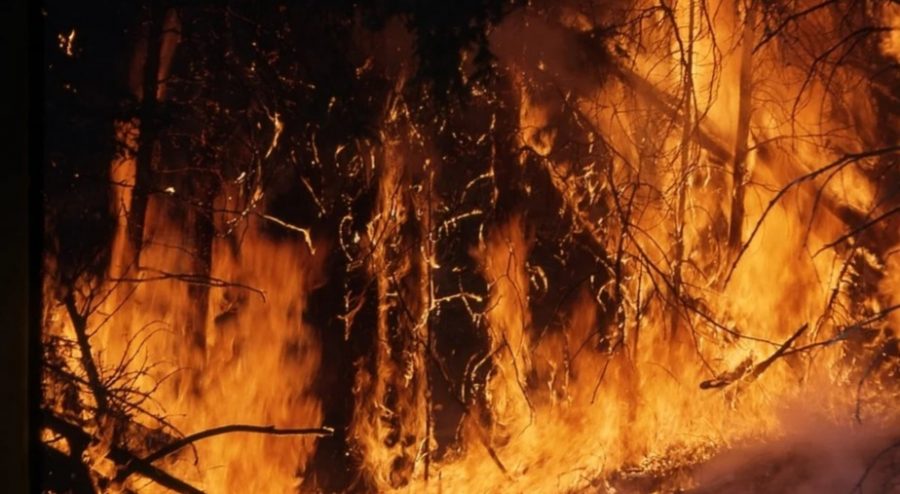 В Кузбассе начали гореть леса