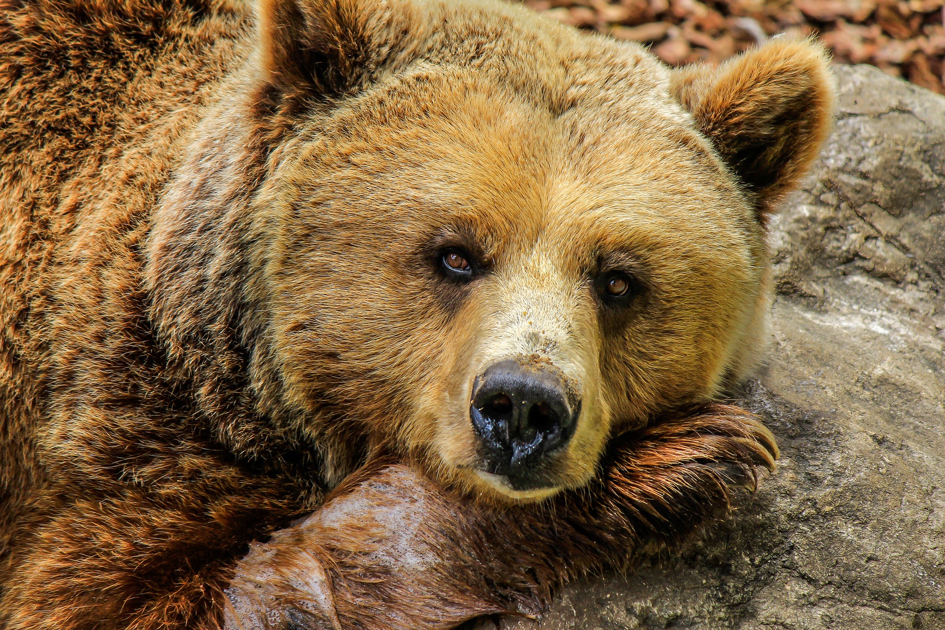 Очевидцы заметили в пригороде кузбасского города следы медведя