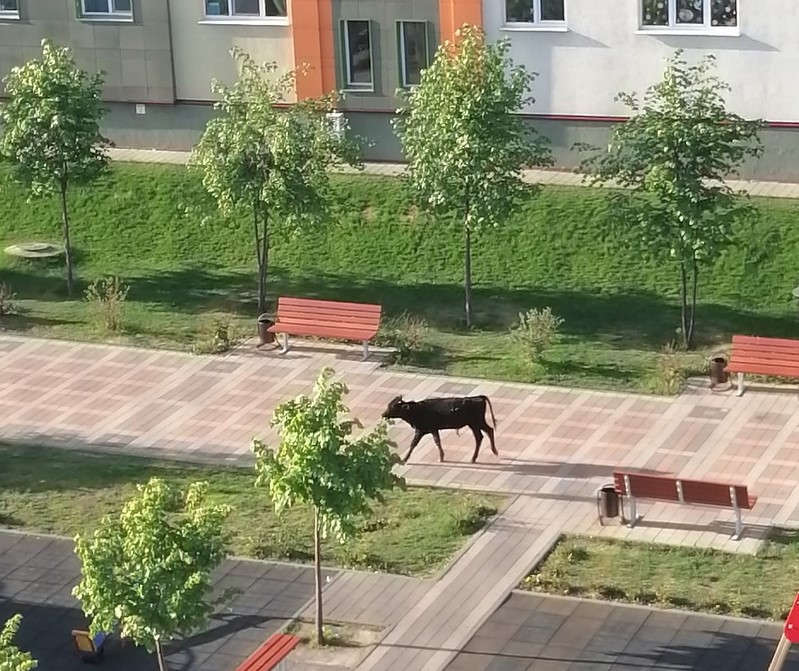 Как в Испании: жителей Лесной Поляны разбудил бык