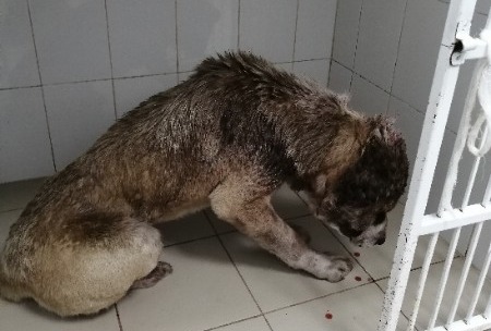 В Кузбассе искалеченную собаку бросили умирать на привязи (видео 18 +)