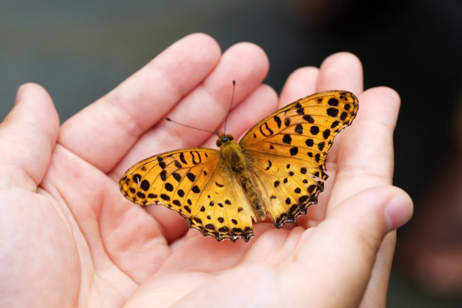 «Руками не трогать»: в Кузбассе девочка — бабочка выжила, родившись почти без кожи