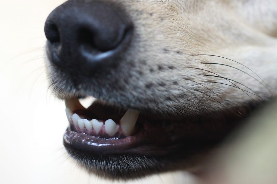 В Кемерове агрессивные собаки нападают на детей