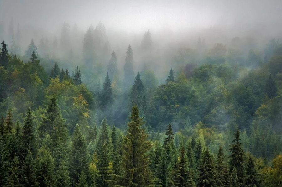 Кузбассовцы стали чаще теряться в лесу