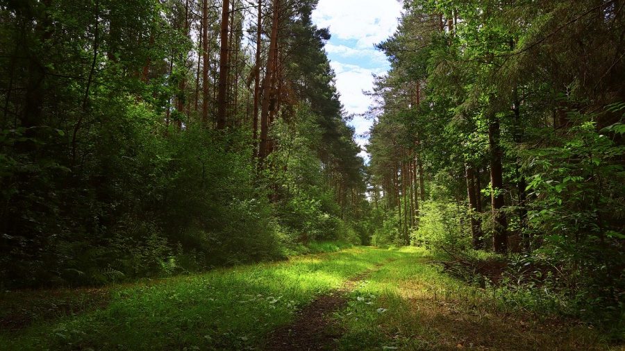 В Кузбассе два района попали в карантин из-за опасного вредителя