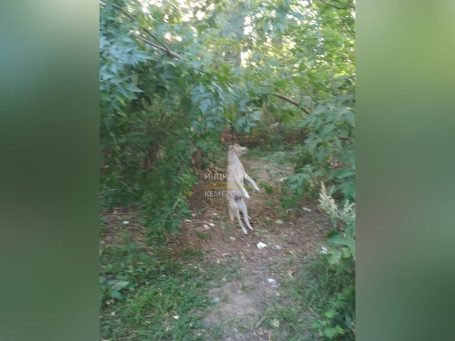 В Кузбассе снова жестоко расправились с собакой