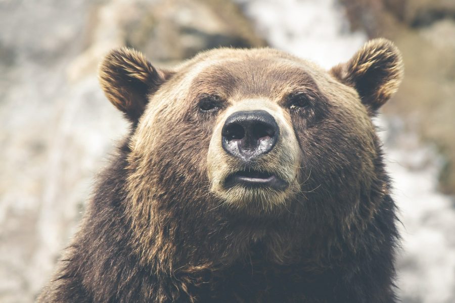 Осторожно, медведь!: в Кузбассе вновь заметили агрессивных хищников
