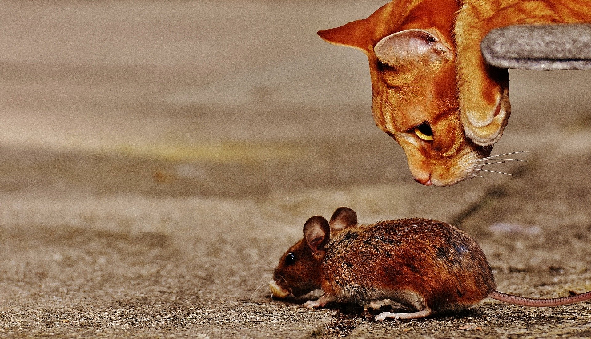 «Почему в квартирах ходят мыши?»: жительницу Кемерова шокировала работа УК