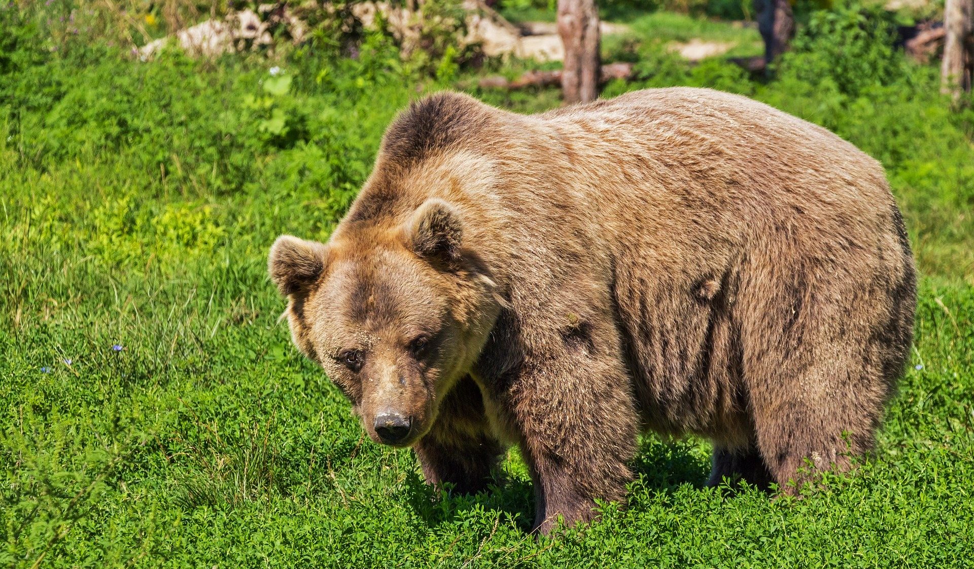 «Автор бессмертный»: в Кузбассе обсуждают человека, который подошёл к медведям