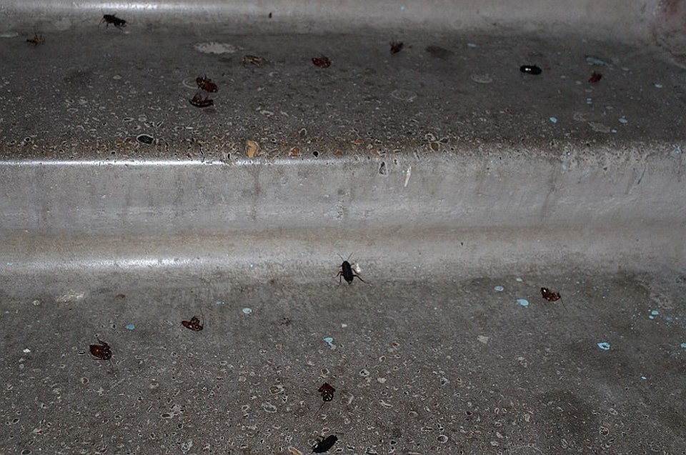 «Нет сил бороться»: кемеровскую многоэтажку атаковали тараканы