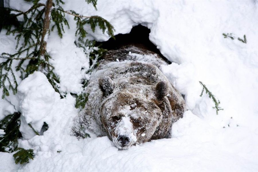 Из-за тёплой погоды медведи в Кузбассе страдают бессонницей и злятся